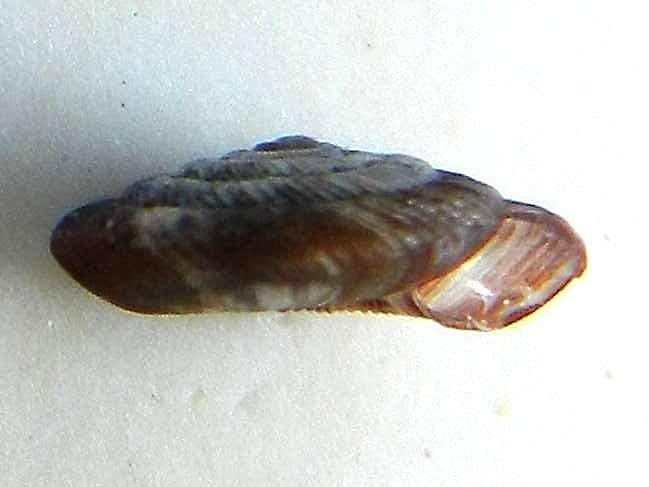 Conferma per Discus rotundatus (Muller, 1774)